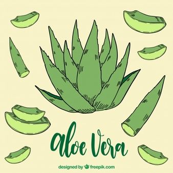 Aloe Vera Background, Aloe Vera Drawing, Plant Doodle, Aloe Vera Benefits, Aloe Vera Plant, Dorm Room Inspiration, Chibi Characters, Plant Drawing, Graphic Editing