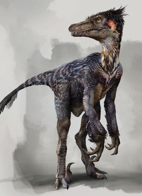 b o n e d e a d . Ancient Monsters, Feathered Raptor, Extinct Mammals, Feathered Dinosaurs, Raptor Dinosaur, Fauna Marina, Prehistoric Dinosaurs, Dinosaur Images, Dinosaur Illustration