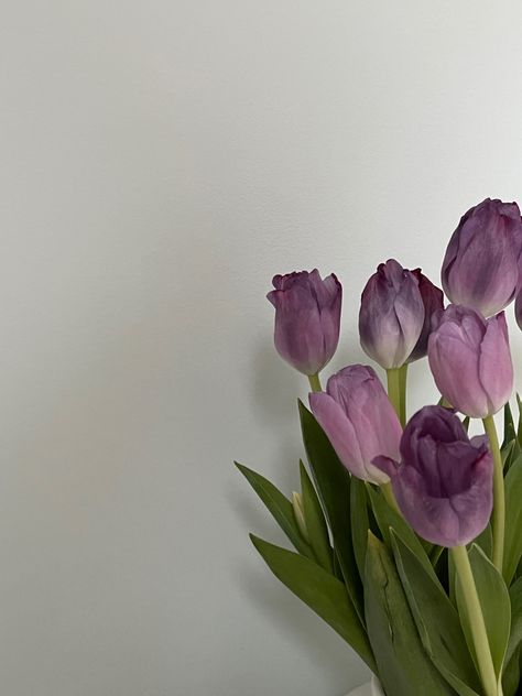 Lilac Aesthetic, Purple Tulips, Tulips, Lilac, Purple, Flowers, Wall, Instagram