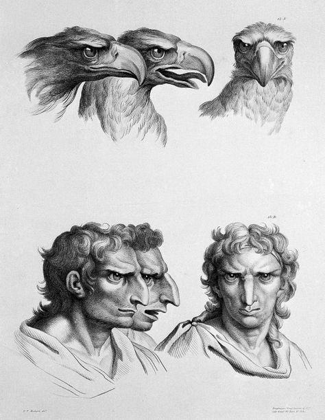 What if humans were evolved from an owl ? These 17th Century drawings will give you the answer Evolution Art, Art Theory, Amazing Drawings, Human Face, Animal Faces, French Artists, Fantasy Creatures, Evolution, Character Art