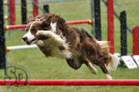 Border Collie Agility Agility Aesthetic, Red Border Collie, Agility Training For Dogs, Dog Sports, Loyal Dogs, Dog Ideas, Dog Search, Border Collie Dog, Red Border