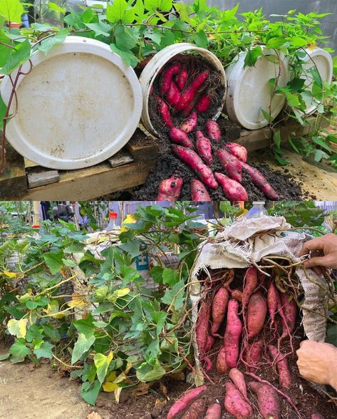 Growing Sweet Potatoes in Containers: A Beginner’s Guide to Home Cultivation Sweet Potato Plants In Pots, Planting Sweet Potatoes In Containers, How To Grow Sweet Potatoes, Growing Sweet Potatoes In Containers, Sweet Potato Garden, Planting Sweet Potatoes, Plant Sweet Potatoes, Potatoes In Pots, Potatoes In Containers