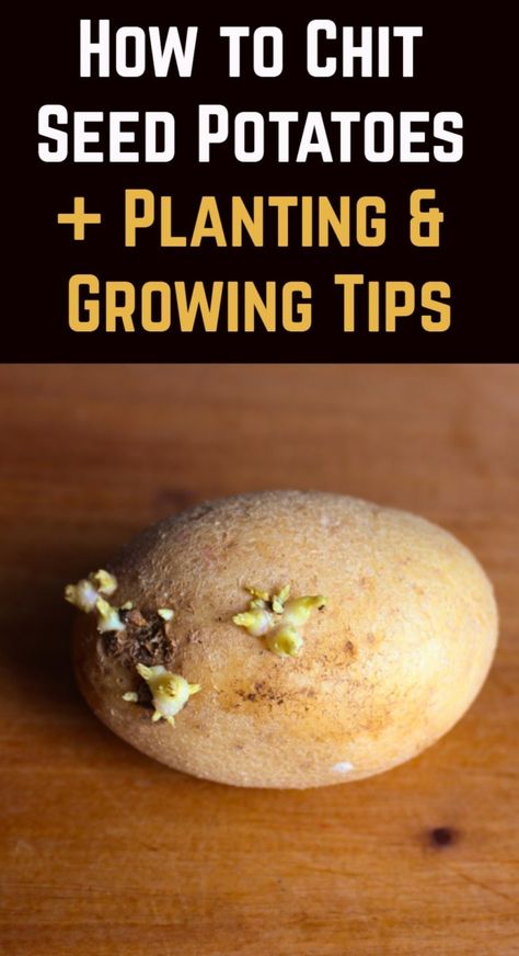 This is a great way to get a headstart on your potato growing. Chitting Potatoes, Potatoes Planting, Growing Hacks, Potato Planting, Potato Growing, Christmas Potatoes, Garlic Garden, Rural Garden, Harvesting Potatoes