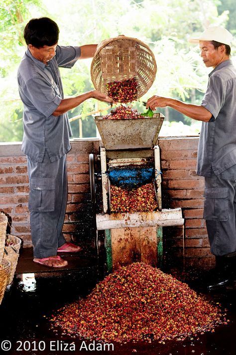 Coffee Berries, Nyc Coffee Shop, Coffee Process, Coffee Origin, Bali Lombok, Coffee Label, Coffee Farm, Dark Roast Coffee, Coffee Photography