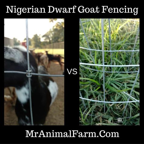 We've done a lot of research to see what the best goat fencing option is. There are so many options. Here we break down each option to help you decide. Goat Fencing, Farm Goats, Goat Fence, Farming Animals, Goat Toys, Keeping Goats, Land Ideas, Goat Pen, Goat Milking