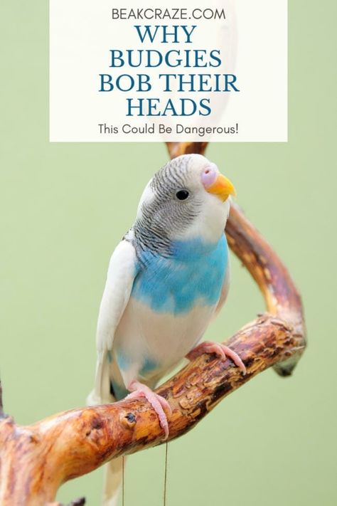 The Truth About Budgies Bobbing Their Heads Budgie Care, Budgie Food, Baby Budgies, Parakeet Care, Budgies Parrot, Birds Pet, Budgie Toys, Parrot Training, Blue Budgie