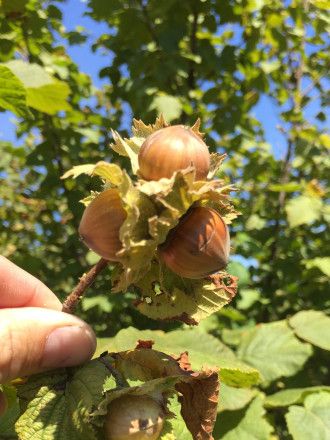 How to protect our food from a crazy climate? Consider the hazelnut. | Grist Hazelnut Aesthetic, Hazelnut Plant, Hazelnut Bush, Hazelnut Tree, Vegetable Harvest, Irish Potatoes, British Garden, Seasonal Treats, Bring Them Home