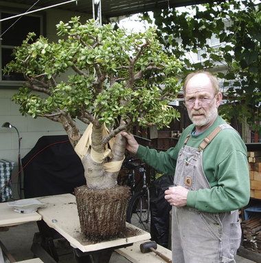 Ed Gordon con una planta de jade de 35 años de edad. Jade Plant Care, Jade Bonsai, Jade Tree, Succulent Bonsai, Jade Plant, Crassula Ovata, Succulent Gardening, Jade Plants, Unusual Plants