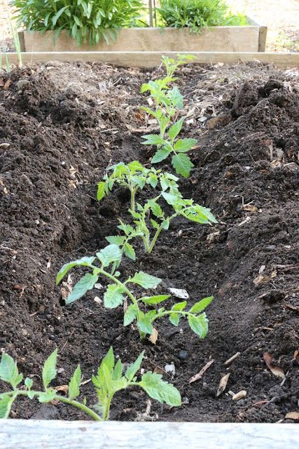 How to plant tomatoes like a pro | Collecting the Moments How To Plant Tomatoes, Tomatoes Plants Problems, Plant Tomatoes, Garden Creatures, Humor Books, Growing Tomato Plants, Bucket Gardening, Gardening Humor, Modern Backyard Landscaping