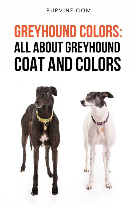 Some Greyhound colors are more common than others. Is there a reason for this? And shouldn't these pups be grey? Greyhound Dog Breed, Racing Dogs, Irish Pattern, Grey Hound, Greyhounds Racing, Greyhound Dog, Grey Hound Dog, Paw Pads, Italian Greyhound