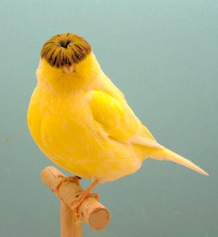 The fabulous bowl haircut of the Gloster Corona Canary – Discvr.blog Canary Birds, Cut Animals, Most Beautiful Birds, Funny Birds, Nature Birds, Bird Pictures, Exotic Birds, Pretty Birds, Bird Photo