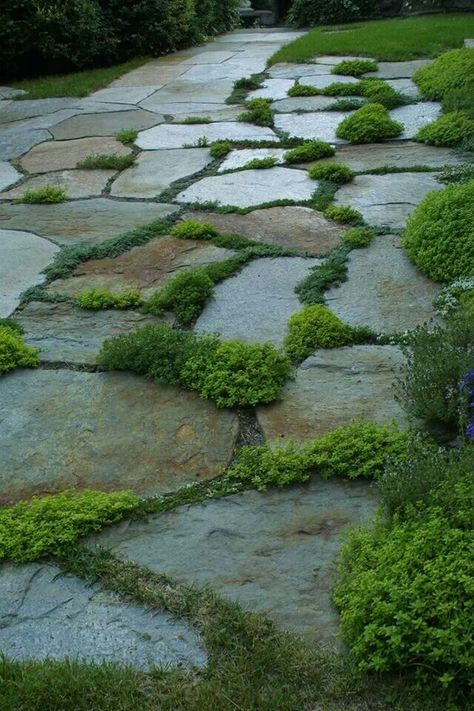 Paved Front Yard, Stone Garden Paths, Garden Walkway, Stone Path, Side Garden, Garden Pathway, Patio Stones, Back Garden, Ground Cover