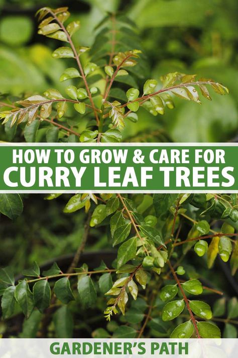 Curry leaf tree is a tropical bush that has delicious leaves with a bright citrus flavor that kicks up all kinds of dishes. It happily grows in containers, indoors or out, so there’s no reason not to give it a go. Learn how to grow curry leaf tree now on Gardener's Path. #curryleaftree #growyourown #gardenerspath Worm Farm Diy, Backyard Hacks, Curry Leaf Plant, Homestead Gardening, Curry Leaf, Growing Trees, Growing Fruit Trees, Tree Growth, Plant Care Instructions