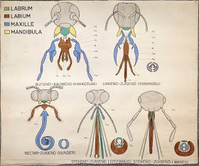 Biology Worksheet, Insect Wall, Biology Lessons, Insect Art, Islamic Quotes Wallpaper, Arachnids, Anatomy Reference, Teaching Science, Rare Books