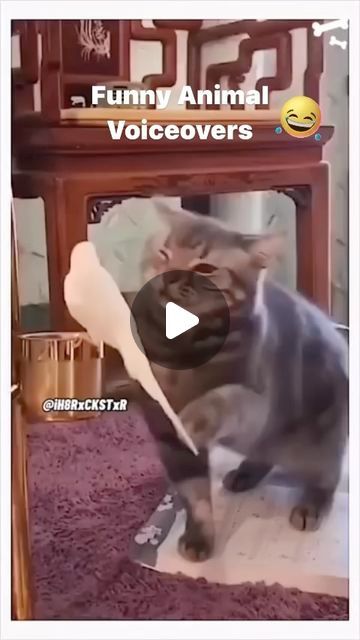 LAUGH OUT LOUD REELS on Instagram: "Funny animal voiceovers #funnyInstagramreels #FunnyAnimalVideos #FunnyvoiceoversReels #Cats #Dogs #Birds #People #Funny #animals" People Funny, Clean Humor, Laugh Out Loud, Instagram Funny, Funny Animal, Cats Dogs, Funny Animal Videos, Out Loud, Funny Dogs