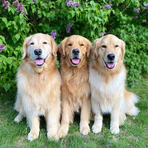 Three Golden Retrievers, Golden Retriever Litter, Golden Retriever Baby, Dog Diet, Golden Retriever Puppy, Skin Issues, Golden Retrievers, Dog Friends, Puppy Love