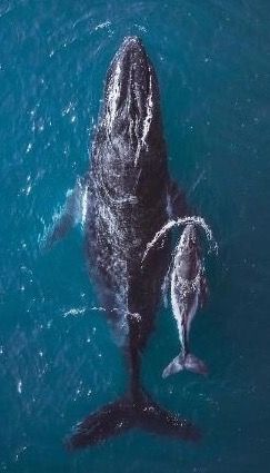 Humpback Whale Creature Marine, Human Activity, Endangered Animals, Marine Mammals, Humpback Whale, Blue Whale, Ocean Creatures, 판타지 아트, Whale Watching