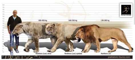 Size comparison between a man, two prehistoric lions—the American lion (Panthera atrox) and the cave lion (Panthera spelaea), and the modern day African lion (Panthera leo). Panthera Leo Spelaea, Cave Lion, Extinct Mammals, American Lion, Prehistoric Fauna, Ground Sloth, Dead Animals, Cave Bear, Panthera Leo