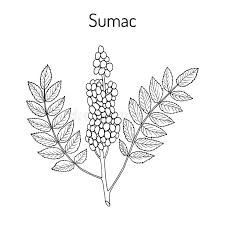 Sumac Plant, Sumac Tree, Plant Drawing, Tree Drawing, Tree Tattoo, Native Plants, Lotus Flower Tattoo, Flower Tattoo, Vector Illustration