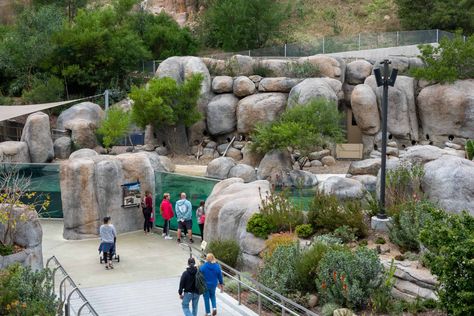 Penguin Exhibit, San Diego Attractions, Zoo Inspiration, Zoo Design, Zoo Zoo, Denver Zoo, Zoo Architecture, Zoo Ideas, Zoo Park