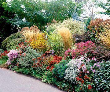 Low water garden plan.    Alma Potschke' Aster  'Autumn Joy' Sedum  Crested Iris  Honesty  'Karl Foerster' Feather Reedgrass  Lady's Mantle  Lamb's Ears  'Rosy Glow' Barberry  'Ruby Glow' Sedum  Spurge  Sweet Alyssum  Redtwig Dogwood  'White Nancy' Lamium Perennial Garden Plans, Perennial Gardens, Tattoo Plant, Low Water Gardening, Drought Tolerant Garden, Gardening Landscaping, Garden Plan, Dry Garden, Corner Garden