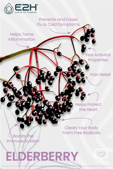 Elderberry has been used medicinally for centuries. It has many benefits that you may not be aware of. Learn about them and incorporate this powerful fruit into your diet. Take advantage of this powerful natural remedy and feel how it improves your health. Elderberry Uses, Elderberry Benefits, Elderberry Bush, Foot Reflexology Massage, Healing Books, Beauty Diet, Healthy Lips, Cold Symptoms, Garden Food