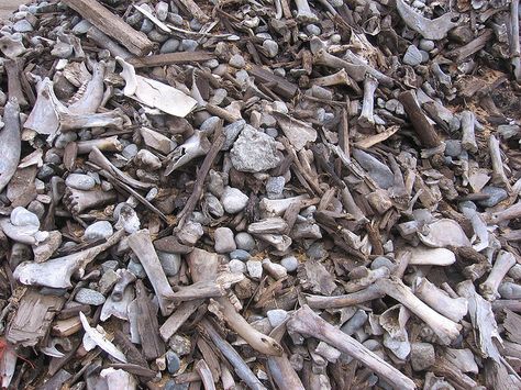 pile of bones by Rammed Earth, via Flickr Bone Aethstetic, Pile Of Bones, Valley Of Dry Bones, Dragon Project, Giant Canvas, Mountains Aesthetic, Dry Bones, Flight Rising, Real Bones