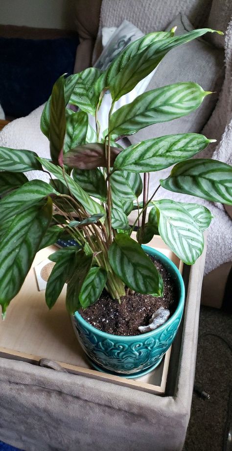 Calathea Setosa, Calathea Plant, My Plant, Long Day, My Favorite Things, Purple Color, At Night, Favorite Things, My Favorite