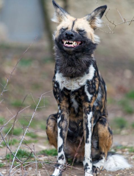 Aw! Wild Dog, Dog Jokes, African Wild Dog, Interesting Animals, Unusual Animals, Rare Animals, Pretty Animals, Dog Runs, Wild Dogs