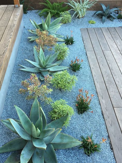 Succulent Landscape Design, River Rock Landscaping, Succulent Garden Design, Succulent Landscaping, Kangaroo Paw, Succulent Gardening, Garden Types, Desert Garden, Landscape Designs