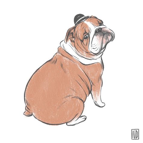 Just drew this little bulldog in a bowler hat yesterday. I hope he brings you joy. (OC) #bulldog #bulldogpuppies #frenchbulldog Bull Dogs English Bulldogs, Nichole Daniels, Exotic Bully, Ako Kresliť, Bulldog Drawing, Olde English Bulldogge, Bulldog Art, British Bulldog, Old English Bulldog