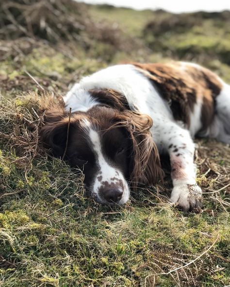 Middle Earth Aesthetic, Working Spaniel, Puppies Wallpaper, English Springer Spaniel Puppy, Dog Spaniel, Springer Spaniel Puppy, Walk Dog, Springer Spaniel Puppies, Hunting Life