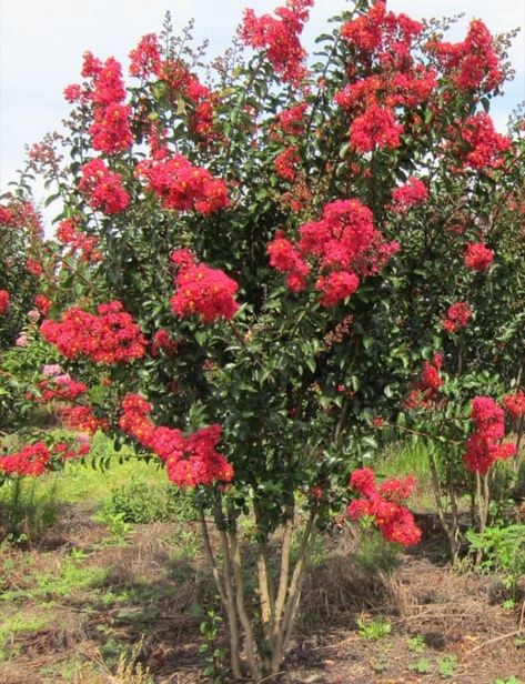 Miss Frances Crape Myrtle, Crepe Myrtle Landscaping Backyards, When To Plant Crepe Myrtle Trees, Black Diamond Crepe Myrtle Landscaping, Swfl Landscaping, Planting Crepe Myrtle Trees, Red Crepe Myrtle Trees, Crepe Mertyl Trees Landscaping, Crepe Myrtle Trees Landscaping