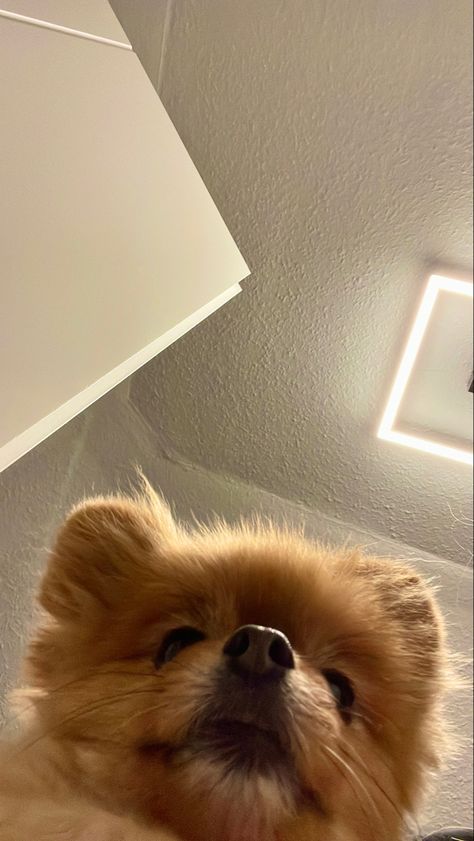 #pomeranian #pompom #wallpaper #dogs Pomeranian Wallpaper Aesthetic, Pomeranian Wallpaper Iphone, Pompom Wallpaper, Pomeranian Wallpaper, Pomeranian Aesthetic, Angry Wallpapers, Toy Pom, Dog Wallpapers, Cute Pomeranian