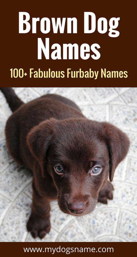 Fabulous dog names for your brown furbaby. These brown dog names are perfect if you have a dog with all brown fur or even just hints of the color. Brown Dog Names, Girl Dog Names, Training Dogs, Brown Puppies, Love My Dog, Puppy Names, Labrador Puppy, Brown Dog, Puppy Care