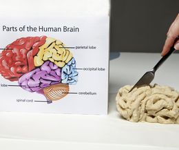 How to Make a Model of a Brain for a School Project | eHow How To Make A Brain Model, Model Of The Brain, Brain Project, Human Body Projects, 4h Projects, Brain Models, Science Skills, Speech Path, Making A Model