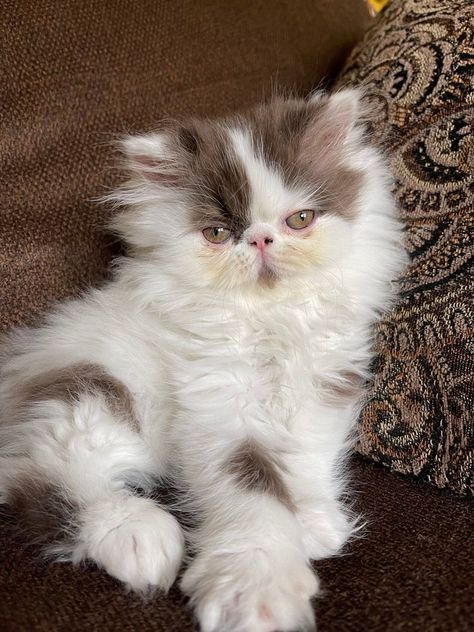 Dr Pets, Teacup Persian Cats, Persian Cats For Sale, Teacup Persian Kittens, Persian Kitty, Teacup Cats, Persian Kitten, Biology Projects, Persian Cats