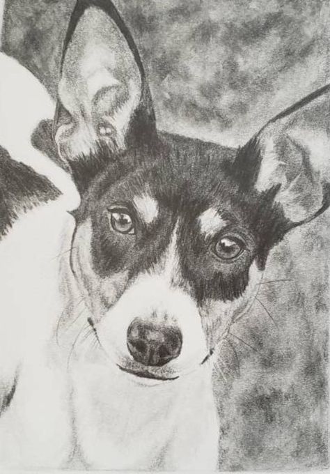 Rat Terrier Dogs Drawings, Rat Terrier Drawing, Terrier Drawing, Dog Drawing Tutorial, Rat Terrier Dogs, Hand Drawn Portraits, Animal Drawings Sketches, Rat Terrier, Portrait Sketch