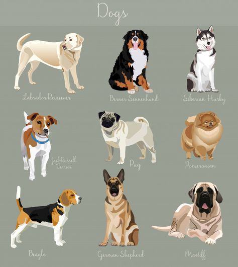 Different type of dogs set isolated Premium Vector Type Of Dogs, Drawings Of Dogs, Dog Breeds Chart, Different Types Of Cats, Types Of Dogs Breeds, Dog Design Art, Different Types Of Dogs, Dog Breeds List, Breeds Of Dogs