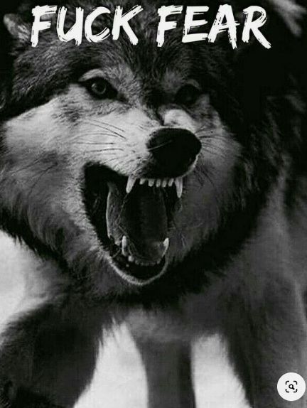 Wolf Pack Quotes, Inspirational Animal Quotes, Wolf Meme, Lone Wolf Quotes, Anime Wolf Drawing, Angry Wolf, Wolf Cut Hair, Strange Animals, Wolf Warriors