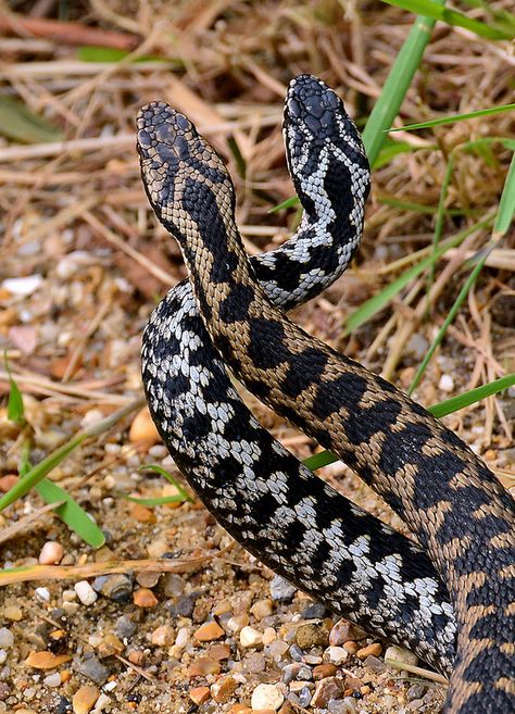 "Dance of the Adders" in the sun (its that time of the year again!) Common European adders, Vipera berus European Adder, Adder Snake, Snake Pictures, Snake Photos, Sway Back, Tattoo Nature, Colorful Snakes, Venomous Snakes, Snake Wallpaper