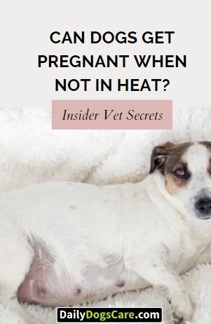 Can Dogs Get Pregnant When Not in Heat? Insider Vet Secrets | Daily Dogs Care Dog Breeding Kennels, Grooming Hacks, Contraception Methods, Chances Of Pregnancy, Best Dog Food, Get Pregnant, Dog Parents, Dog Kennel, Pet Parent