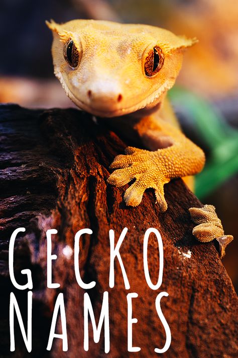 Crested Gecko Names Ideas, Leopard Gecko Names, Gecko Names, Bioactive Enclosure, Lizard Names, Pet Gecko, Gecko Food, Gargoyle Gecko, Fat Tailed Gecko