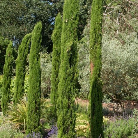 Cupressus Totem Pole Cupressus Sempervirens, Italian Cypress, Seaside Theme, Totem Pole, Mediterranean Garden, English Garden, Twitter Instagram, Architecture Details, Cactus Plants