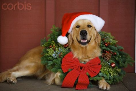 100 Photos to Inspire Your Holiday Cards Dog Christmas Pictures, A Golden Retriever, Christmas Photography, Pet Holiday, Dog Holiday, Noel Christmas, Dog Photography, Christmas Animals, Christmas Pictures