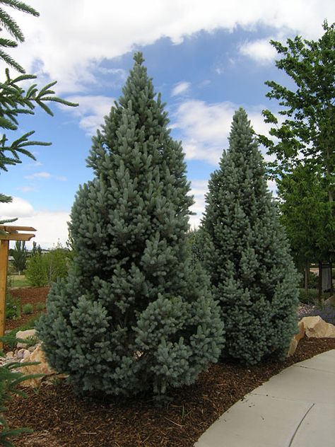 Totem Spruce, Columnar Blue Spruce, Iseli Fastigiate Spruce, Picea pungens 'Iseli Fastigiate' Blue Wonder Blue Spruce, Fat Albert Blue Spruce, Iseli Fastigiate Blue Spruce, Serbian Spruce, Waterwise Landscaping, Blue Spruce Tree, Picea Pungens, Spruce Tree, Blue Spruce