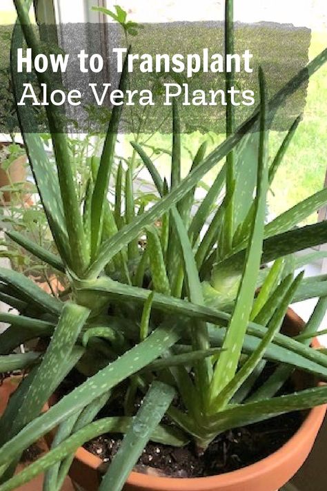 Transplant Aloe Vera Plant, Aloe Vera Plant Pot Ideas, How To Replant Aloe Vera Plant, How To Transplant Aloe Vera Plant, When To Repot Aloe Vera Plant, How To Repot Aloe Vera Plant, Repot Aloe Vera Plant, Repotting Aloe Vera Plant, Aloa Vera