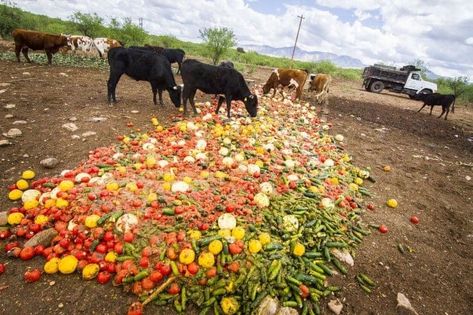 reducing food waste Food Recycling, Food Waste Management, Omnivorous Animals, Food Waste Recycling, Food Wastage, Green Jobs, Waste Recycling, Importance Of Food, Animal Food