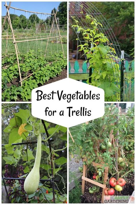 The best veggies to grow up a trellis - from beans and tomatoes to squash and cukes, we have you covered on the ins and outs of vertical vegetable gardening. #vegetablegardening #verticalgardening Tomato Container Gardening, Squash Trellis, Vegetable Trellis, Vertical Container Gardening, Vertical Vegetable Gardens, Tomato Trellis, Garden Cactus, Funny Vine, Best Vegetables