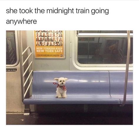 30 Marvelous Memes To Help You Celebrate The Weekend - Memebase - Funny Memes Midnight Train, Animal Captions, Friday Meme, Funny Friday Memes, Ju Jitsu, Car Memes, Friday Humor, Funny Animal Memes, Emotional Support